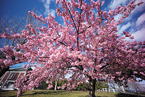 園内で咲く桜